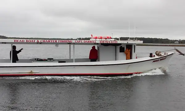 Miss Violet head boat & charter fishing