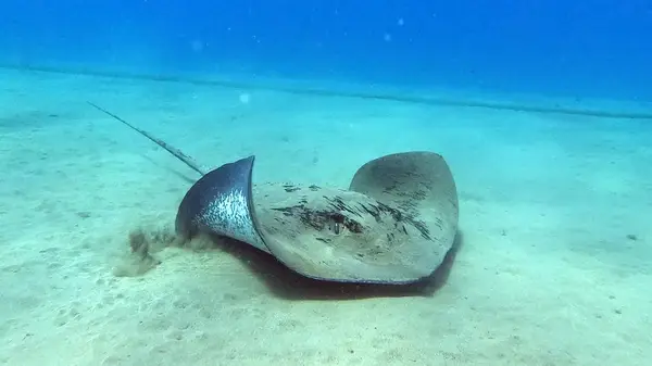Mojo Dive