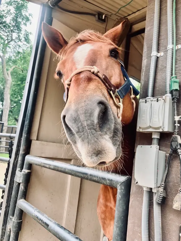 Monarch Equine Boarding Stables, photo 2