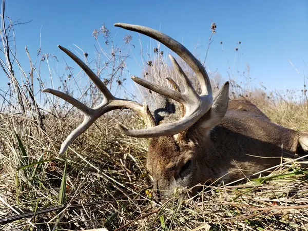 Monster Whitetail Outfitters