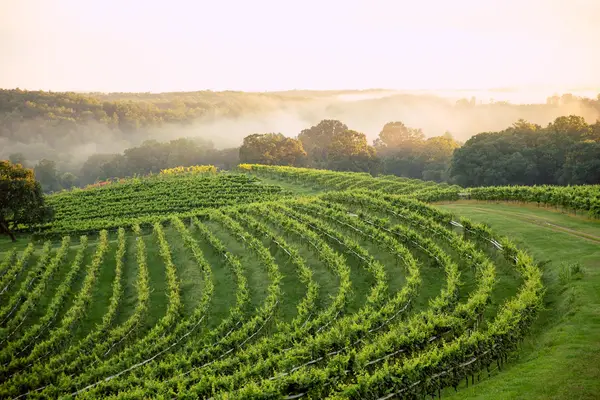 Montaluce Winery & Restaurant, Dahlonega, GA
