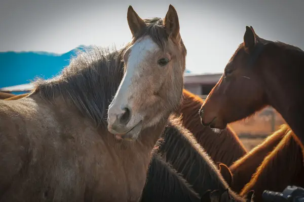 Montana Center for Horsemanship