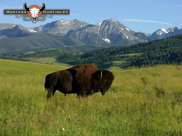 Montana Hunting Company