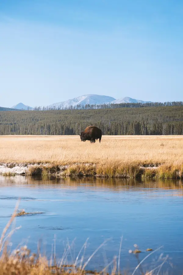 Montana Yellowstone Tours, Gardiner, MT