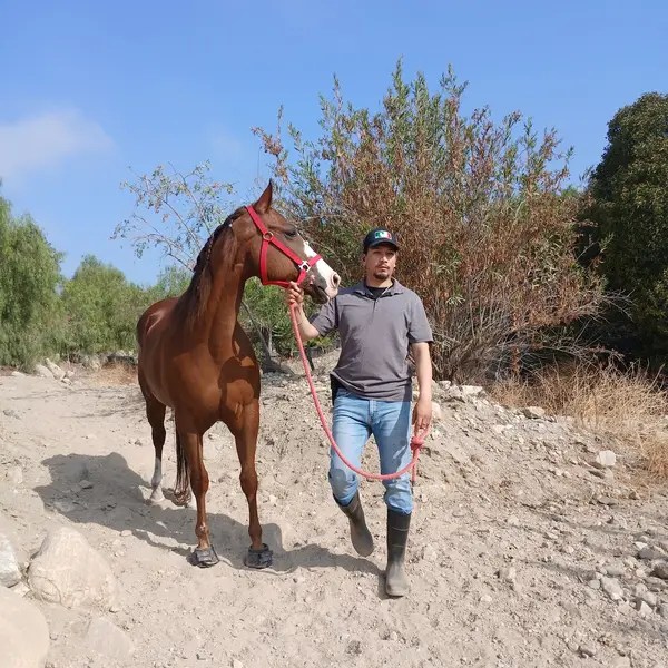 Monte Verde Ranch Equestrian Center, photo 1