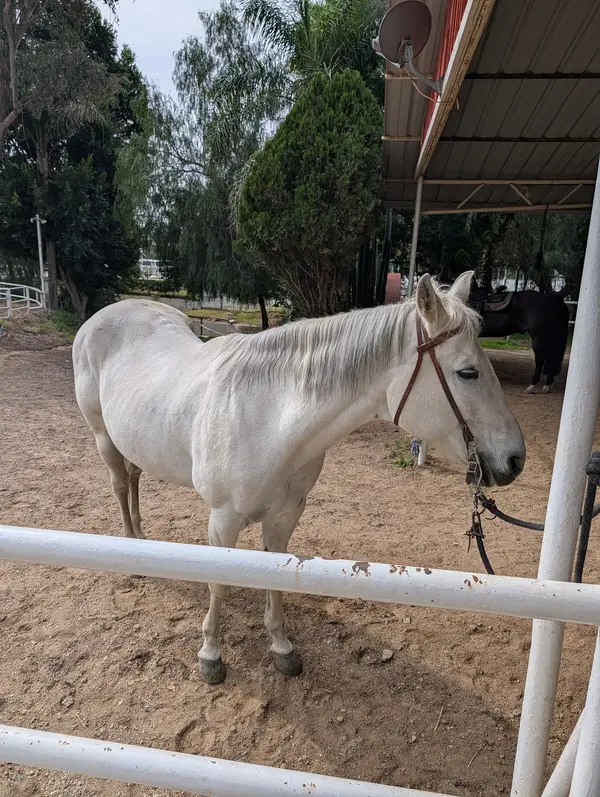 Monte Verde Ranch Equestrian Center, photo 2