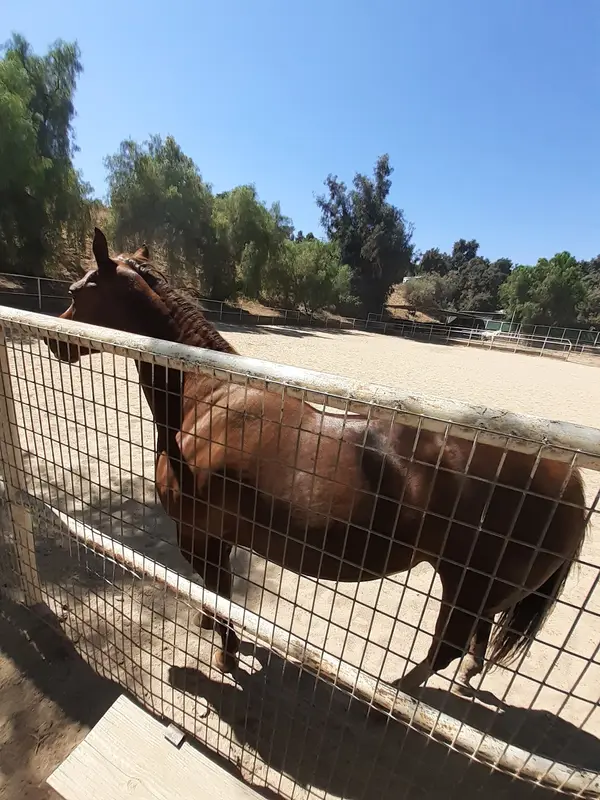 Monte Verde Ranch Equestrian Center, photo 3
