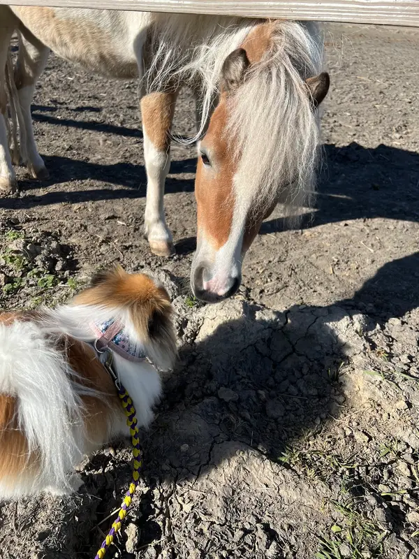 MonteRay Ranch