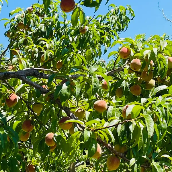 Montoya Orchard, Velarde, NM