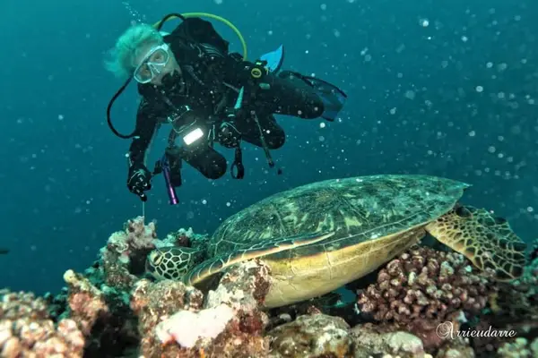 Moorea Blue Diving