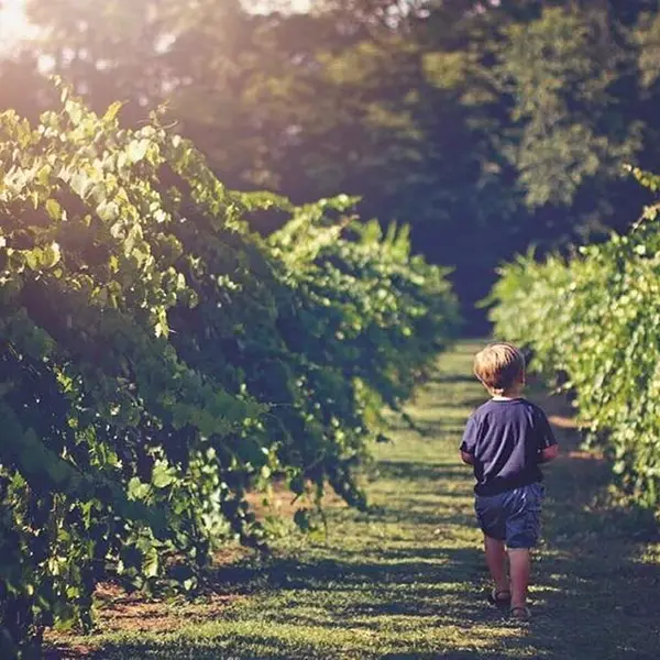 Morgan Creek Vineyards, Harpersville, AL