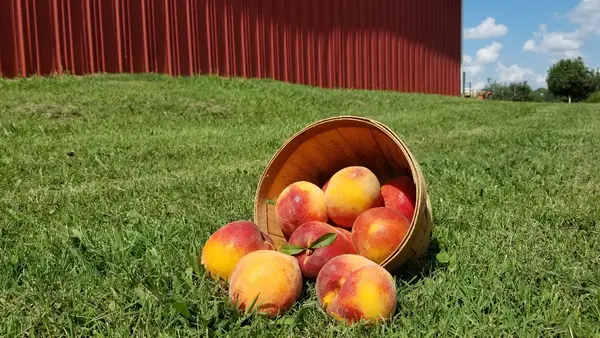 Morning Glory Orchard, Nolensville, TN