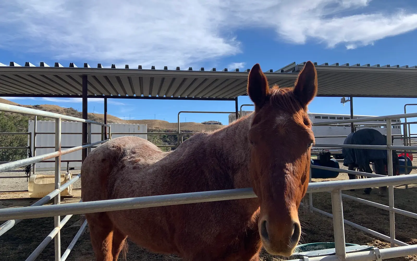 Mountain Meadows Stables