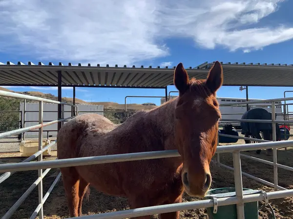 Mountain Meadows Stables