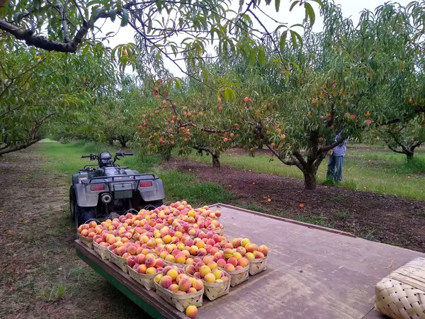Mountain View Orchards, Jemison, AL