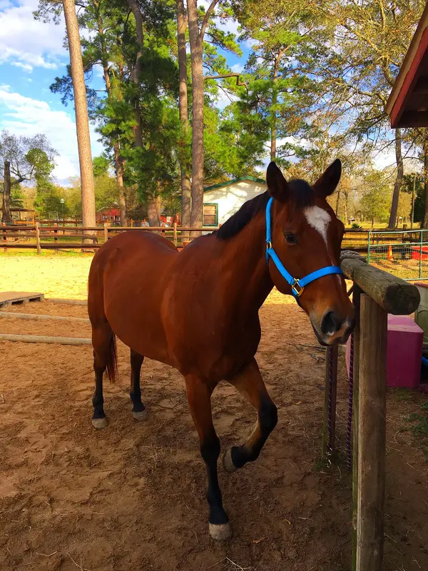 Ms Kathleen's Riding, photo 1