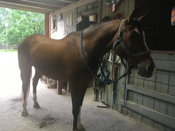 Ms Kathleen's Riding, photo 3