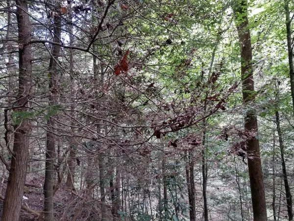 Muir Valley Climbing and Nature Preserve, Rogers, KY