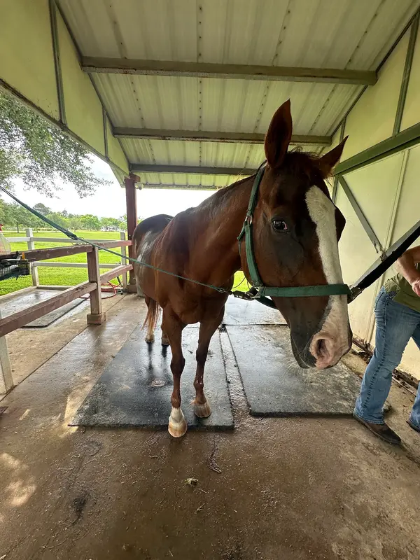 Mustang Bayou Stables, photo 2
