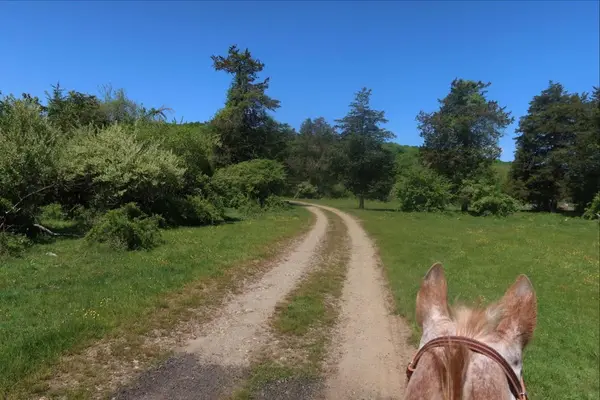 Mustang Meadow