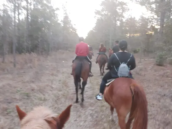 Mustang Moon Equine Solutions, photo 1