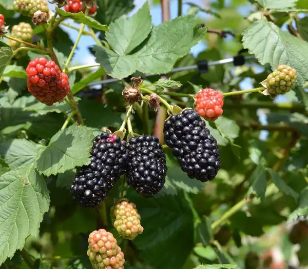 N40 Berries U Pick Blackberry Farm, Stillwater, OK