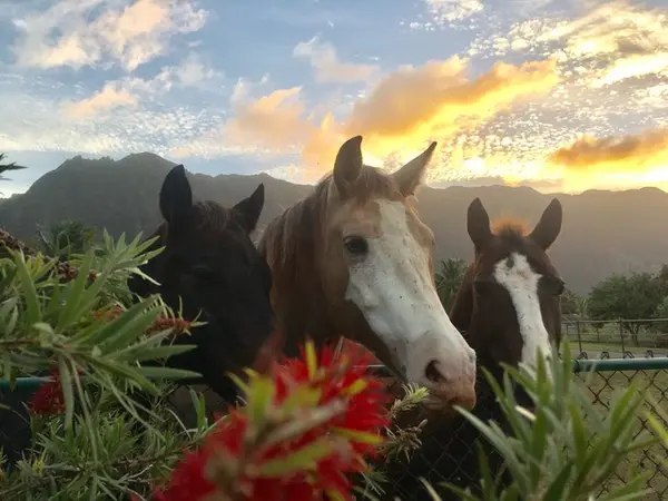 Nalo Keiki Paniolo