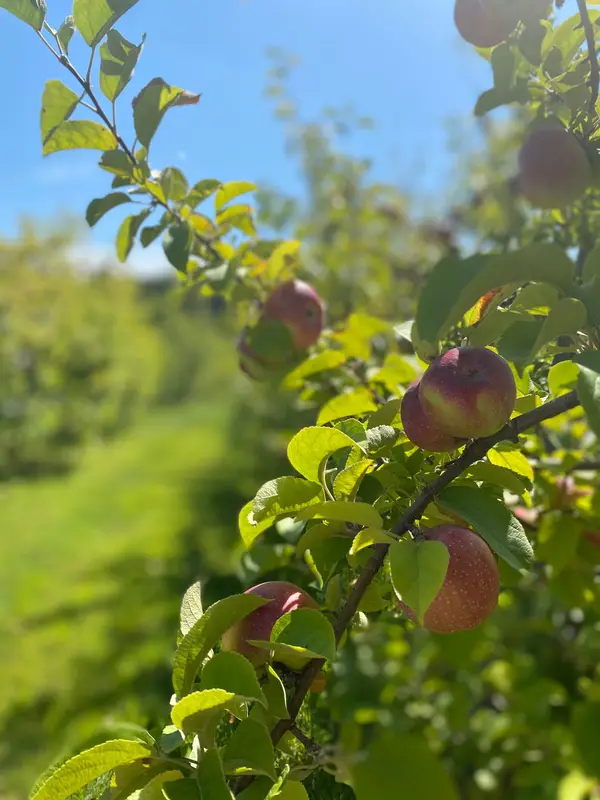 Narrow Lane Orchard, North Kingstown, RI