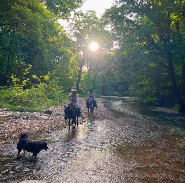 Natchez Trace Stables