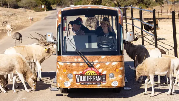 Natural Bridge Wildlife Ranch
