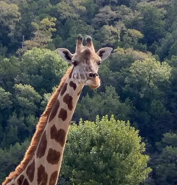 Natural Bridge Wildlife Ranch, photo 1