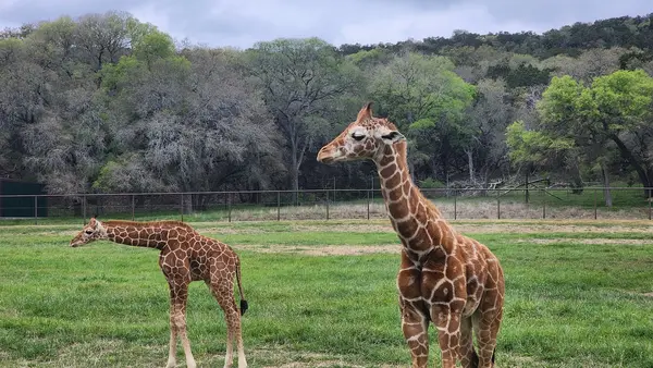 Natural Bridge Wildlife Ranch, photo 2