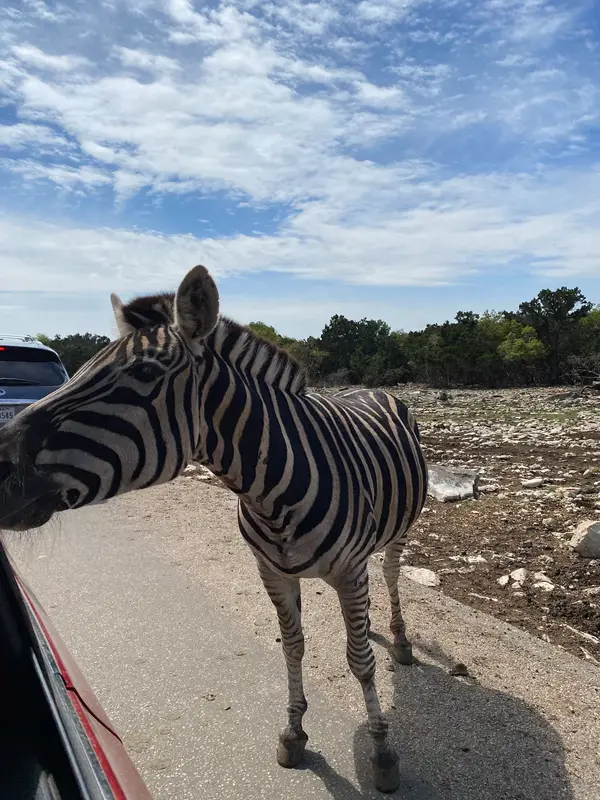 Natural Bridge Wildlife Ranch, photo 3
