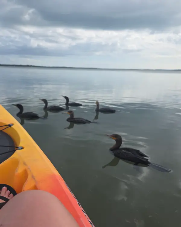 NautiKayak adventure tours, photo 1