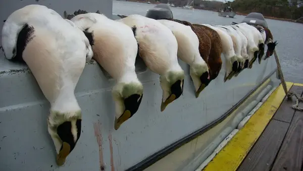 New England Sea Duck Hunting