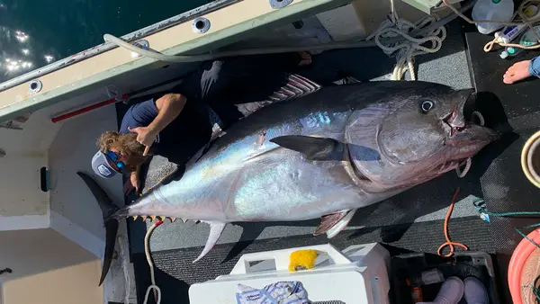 Newport Sportfishing Charters, Newport, RI
