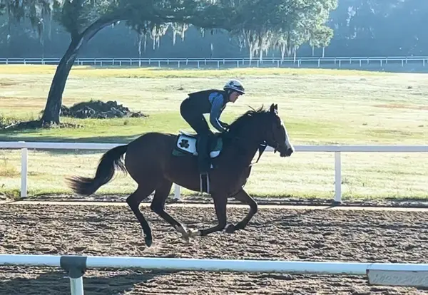 Niall Brennan Stable, photo 1