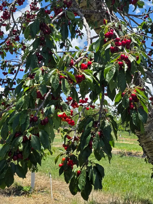 Nichols Ranch and Orchards, La Luz, NM