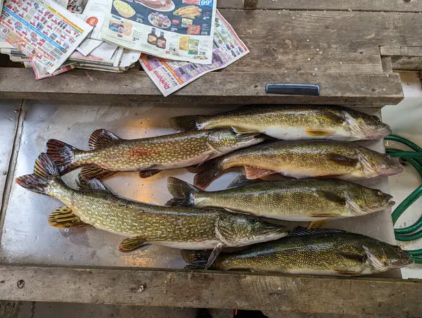 Nisswa Guides League, Brainerd, MN