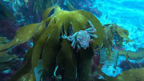 North Atlantic Diving
