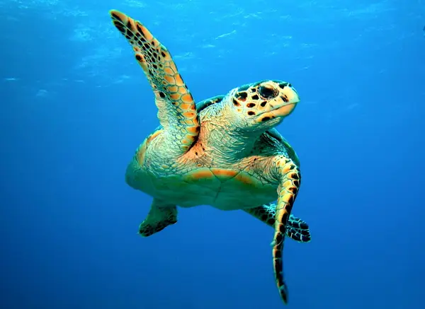 North Atlantic Scuba