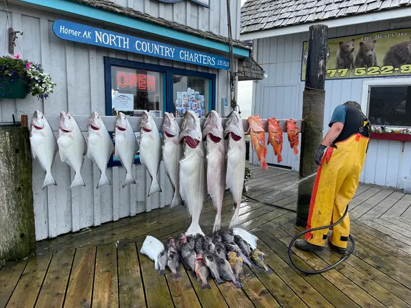 North Country Halibut Charters, Homer, AK