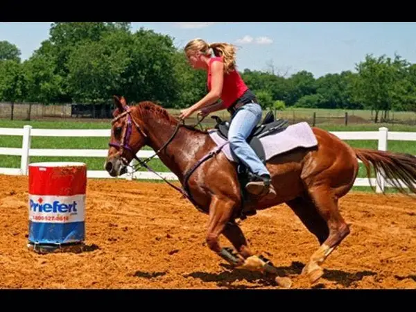 North Dallas Equestrian, photo 2