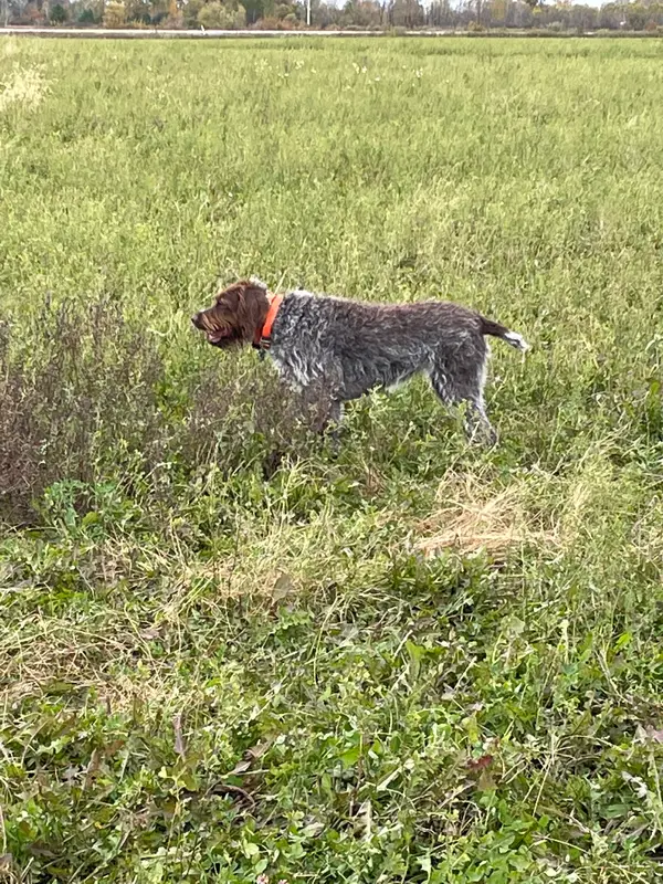 North Oak Hunt Club