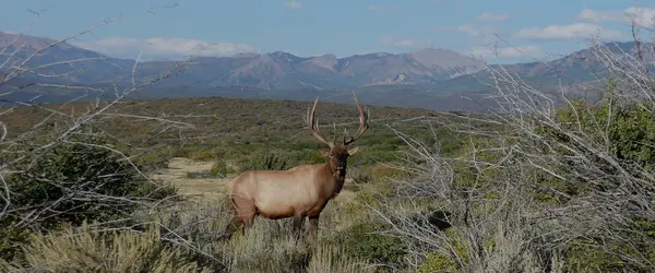 North Rim Trophy Hunts - Colorado Elk Hunting Outfitter