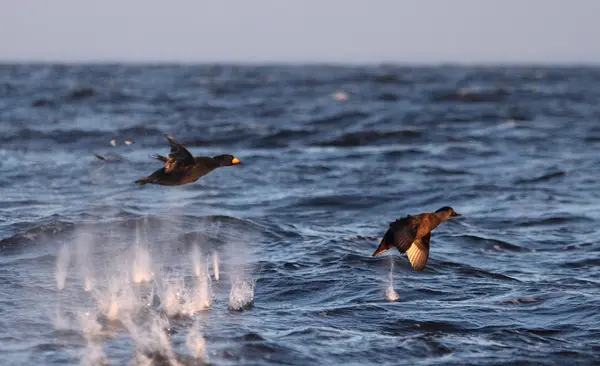 North State Guide Service : Inshore Fishing and Duck Hunting