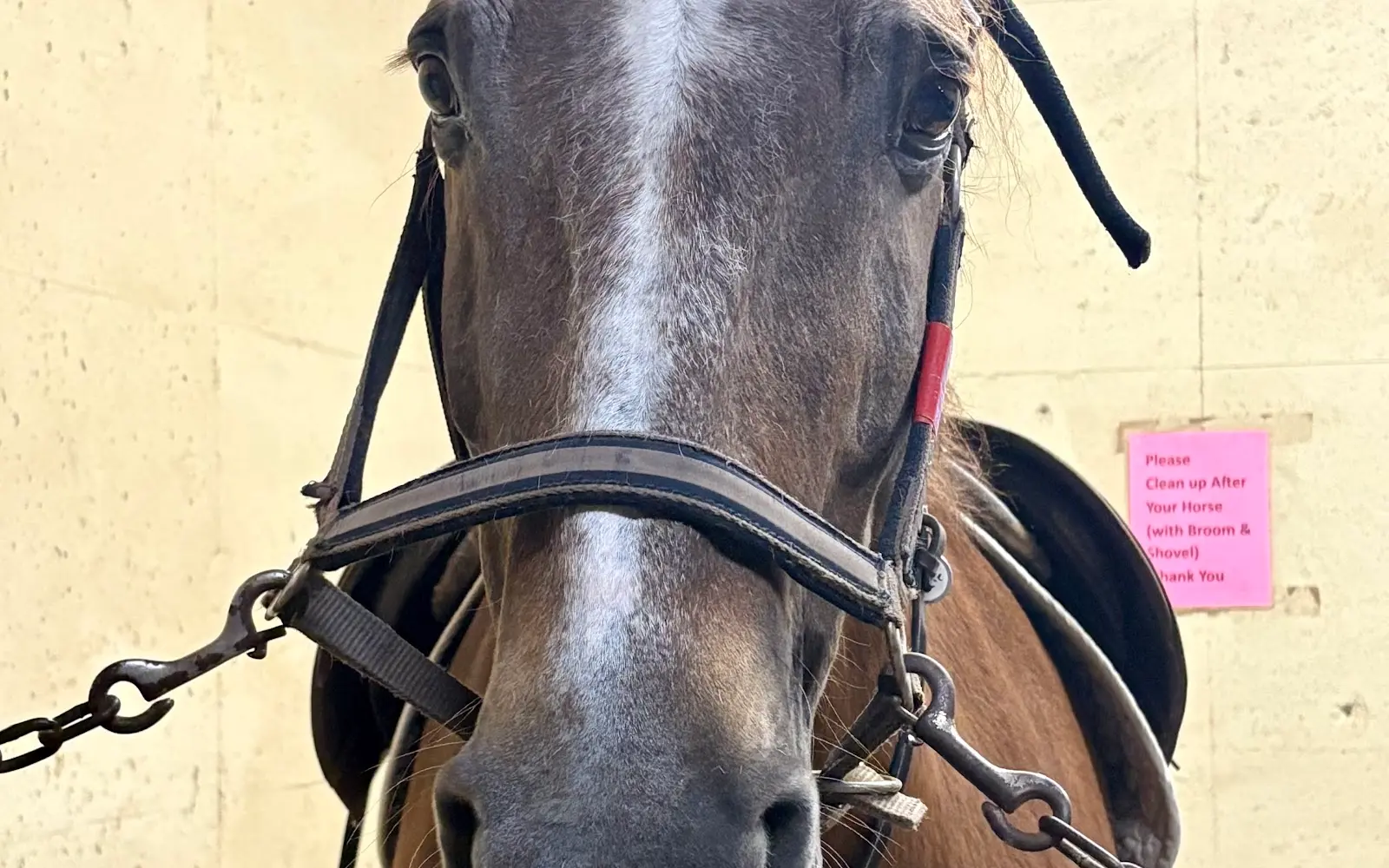 North Texas Equestrian Center