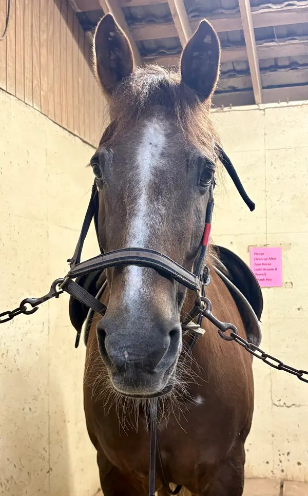 North Texas Equestrian Center