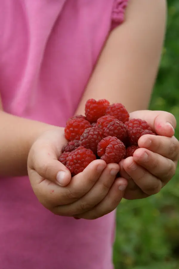 Nourse Farm, Westborough, MA