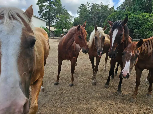 Oak Hollow Equestrian Center, photo 2